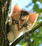 cat-1647775_640-1-1-1-1