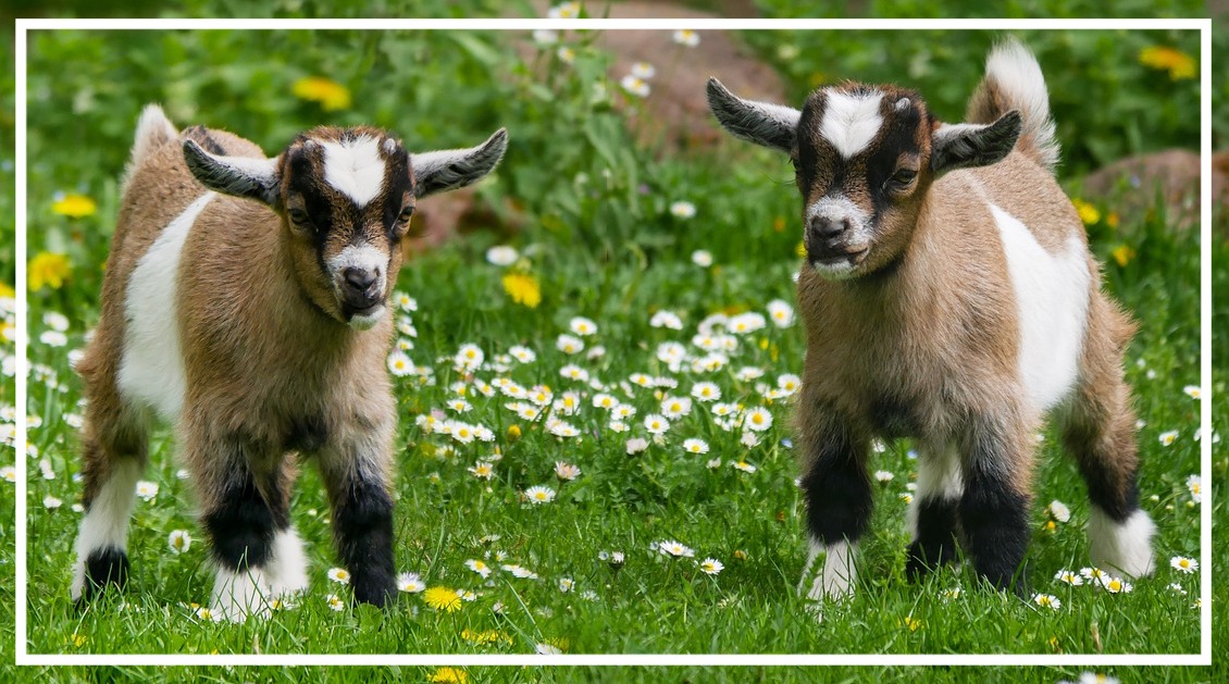 animal-3368102_1280_edited