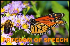 butterfly-776378_1280_edited