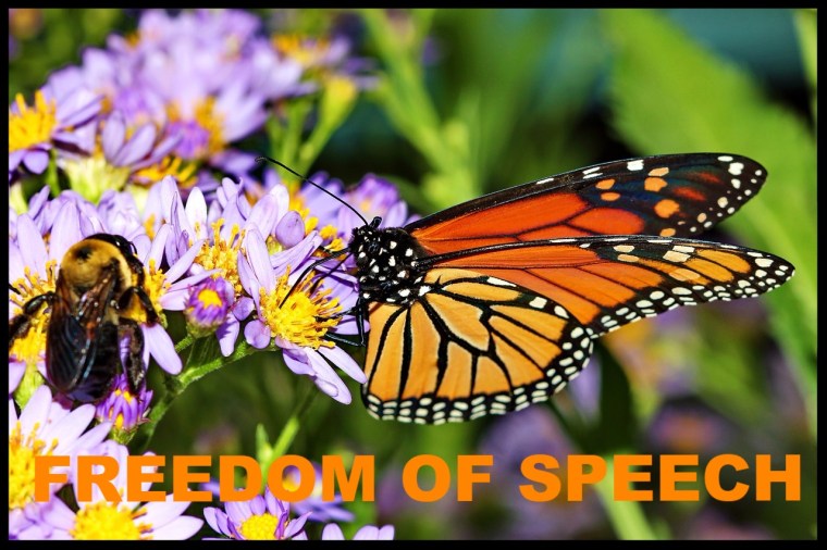 butterfly-776378_1280_edited