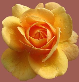 rosengarten-bad-kissingen-1785300_640